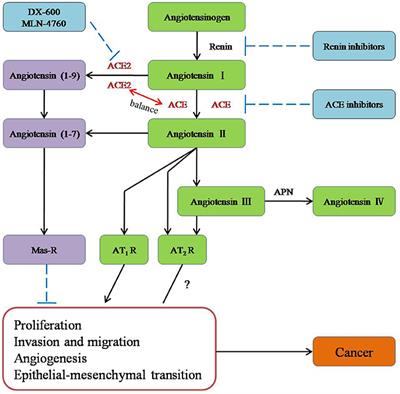 The ACE2/Angiotensin-(1–7)/Mas Receptor Axis: Pleiotropic Roles in Cancer